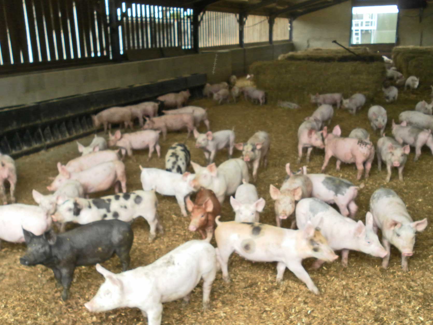 Orchard Hill Farm, mixed livestock and arable farm including self catering holiday accommodation in Nottinghamshire