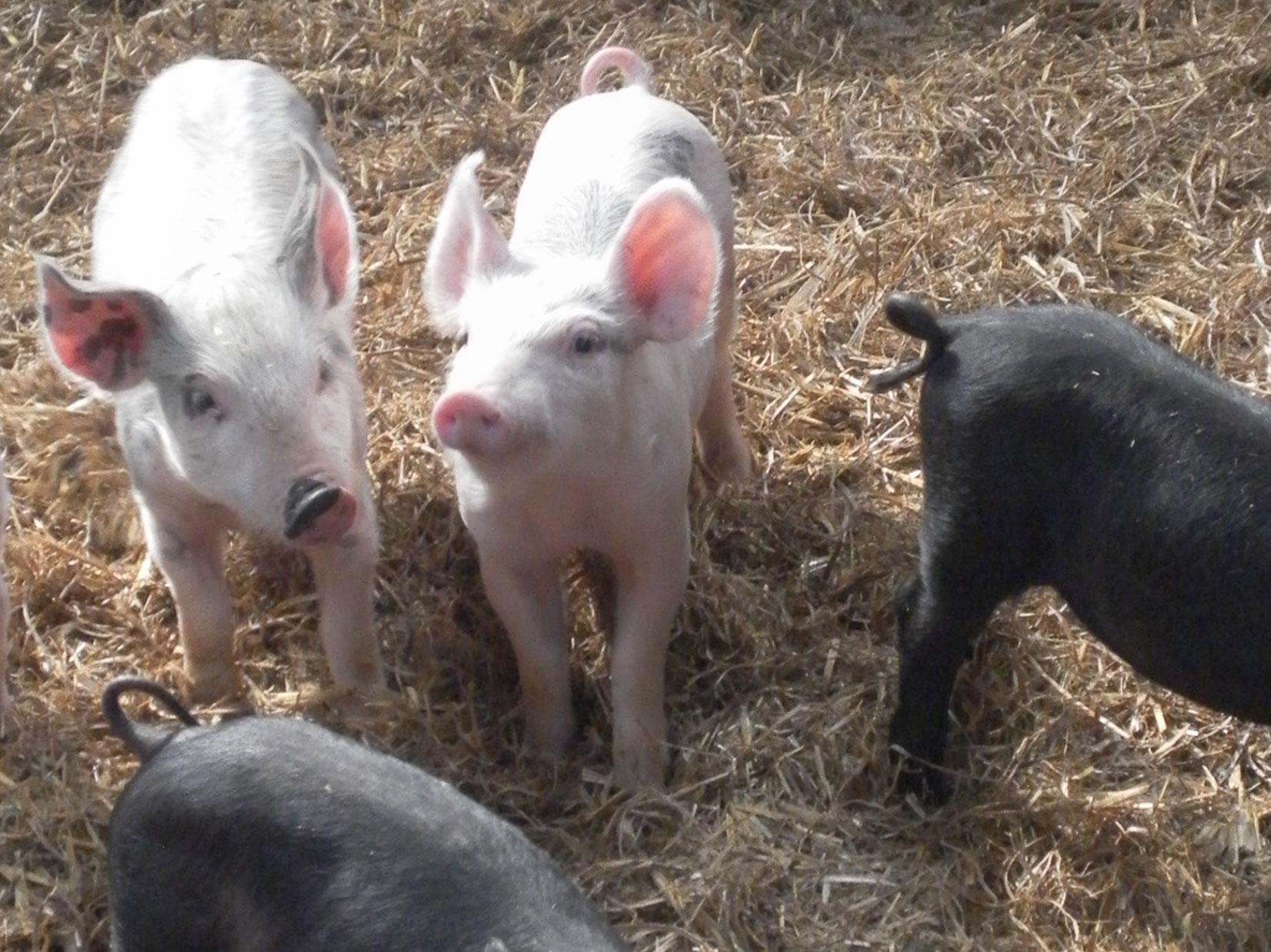 Orchard Hill Farm Holiday Lets with Piglets 